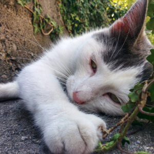 Il gatto nuvoloso, Compost e altri animali.